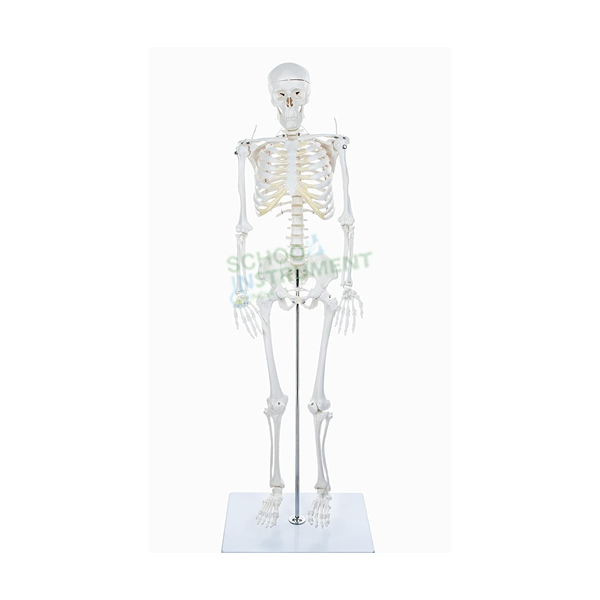 Human Skeleton Model, 42 cm